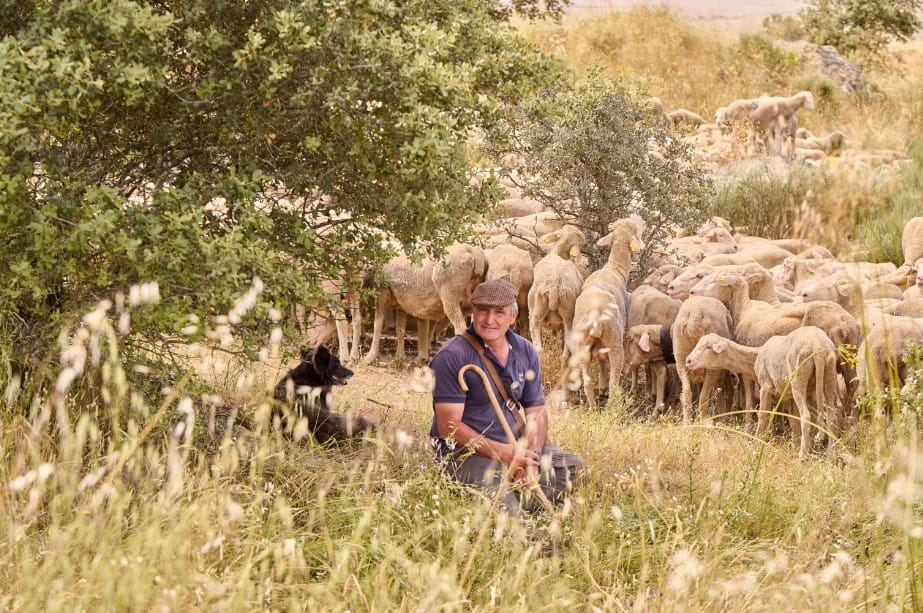 Un pastor sonriente con boina y cayado sentado en un campo seco, con su perro negro al lado y un rebaño de ovejas al fondo.