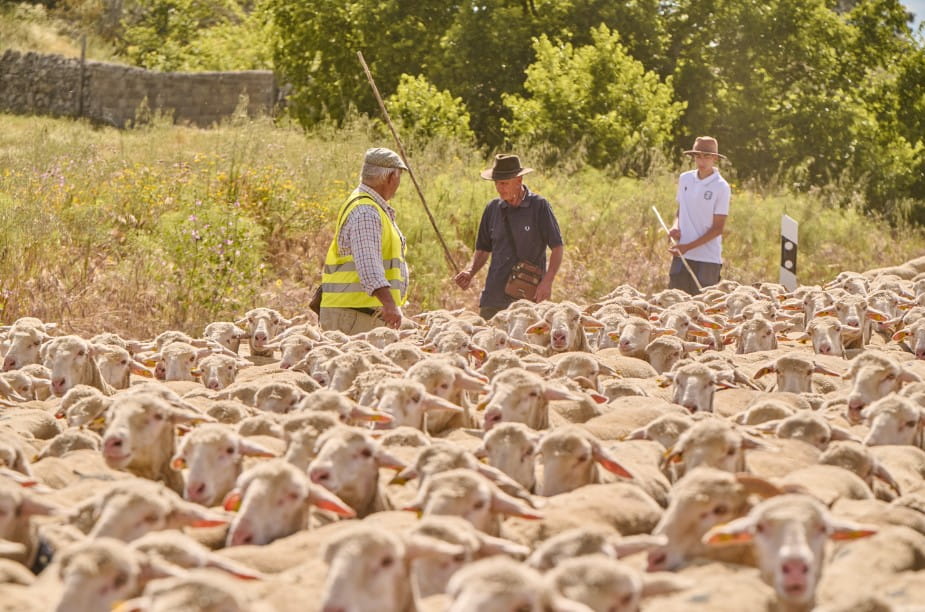 Un gran rebaño de ovejas avanza compactamente en primer plano mientras tres pastores con sombrero y bastones conversan y supervisan el trayecto en un entorno rural soleado.