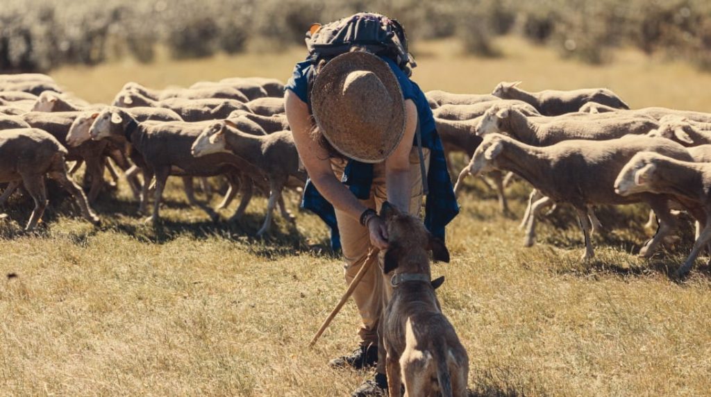 Una persona con sombrero de paja, mochila y ropa de campo se agacha en un prado para acariciar a un perro pastor, con un rebaño de ovejas avanzando en segundo plano.