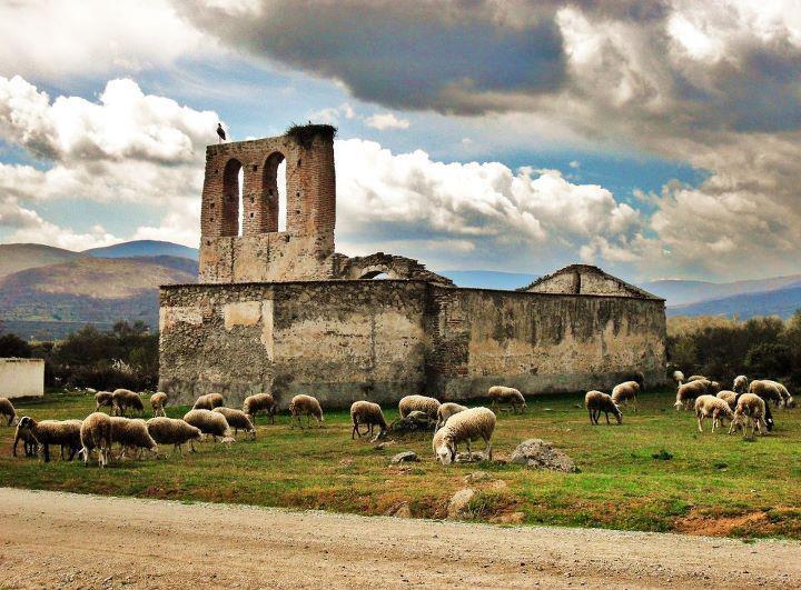 Ruinas de la ermita de Santiago con una espadaña de ladrillo y nidos de cigüeña, rodeada por un rebaño de ovejas pastando en el campo bajo un cielo nublado.